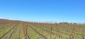 74th Release - 2022 Carneros Rosé of Pinot Noir and 2021 Fresno County Carignane